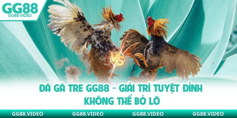 Đá Gà Tre GG88 - Giải Trí Tuyệt Đỉnh Không Thể Bỏ Lỡ